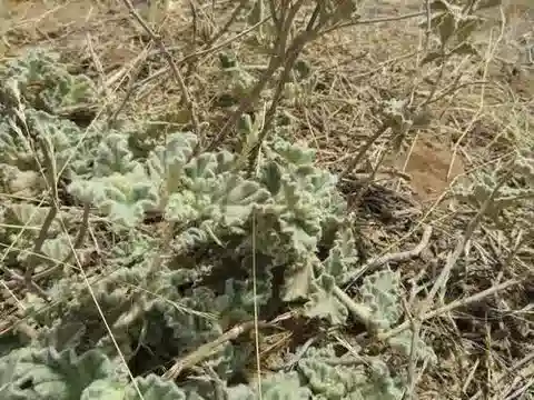 نبات Chrozophora brocchiana في بيئته الطبيعية