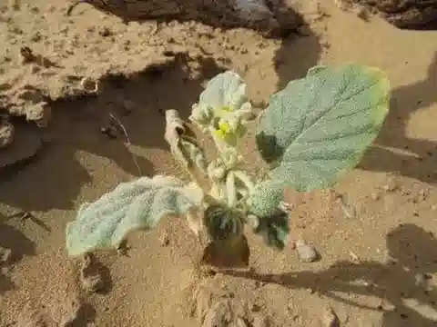 نبات Chrozophora oblongifolia في بيئته الطبيعية