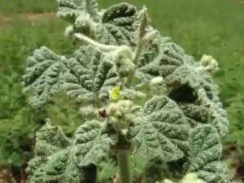نبات Chrozophora plicata في بيئته الطبيعية
