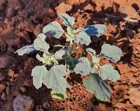 نبات Chrozophora tinctoria في بيئته الطبيعية