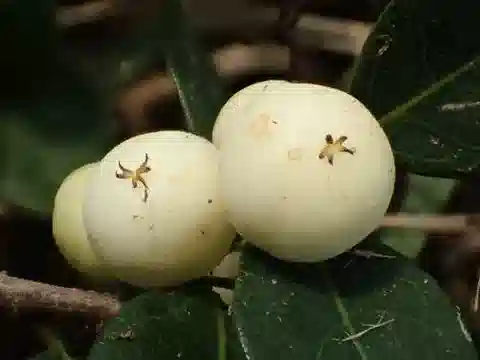 نبات Flueggea virosa في بيئته الطبيعية