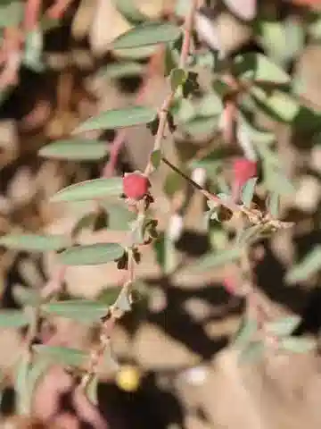 نبات الفيلانتس maderaspatensis var. maderaspatensis في بيئته الطبيعية