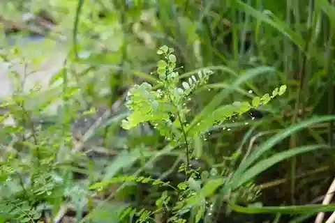 نبات الفيلانتس nummulariifolius في بيئته الطبيعية