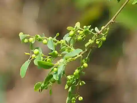 نبات الفيلانتس reticulatus var. reticulatus في بيئته الطبيعية