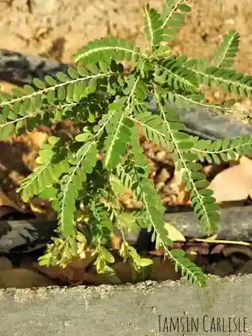 نبات الفيلانتس rotundifolius في بيئته الطبيعية
