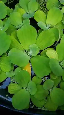 نبات خس الماء في بيئته الطبيعية