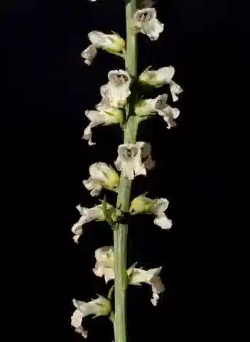 نبات أنارهينوم forskaohlii subsp. pubescens في بيئته الطبيعية