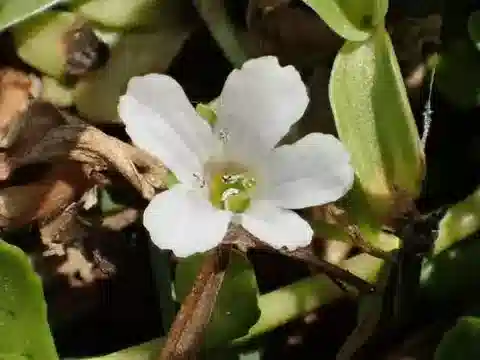 نبات الباكوبا monnieri في بيئته الطبيعية