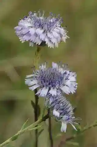 نبات الغلوبيولاريا arabica في بيئته الطبيعية