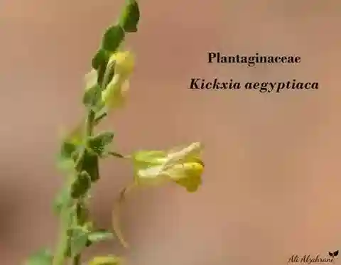 نبات الكيكسيا aegyptiaca subsp. aegyptiaca في بيئته الطبيعية