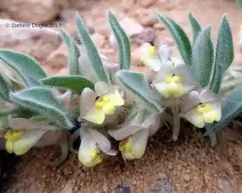 نبات الكيكسيا floribunda في بيئته الطبيعية
