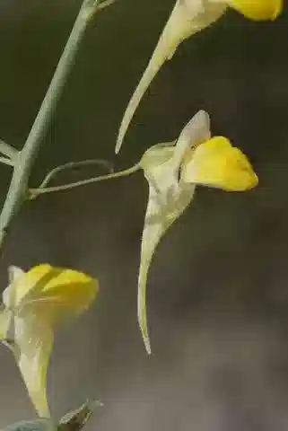 نبات الكيكسيا pseudoscoparia في بيئته الطبيعية