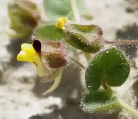 نبات الكيكسيا spuria subsp. integrifolia في بيئته الطبيعية