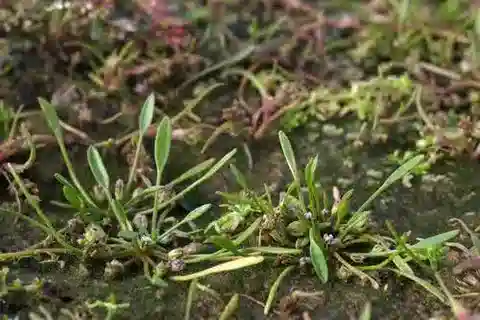 نبات ليموسيلا aquatica var. aquatica في بيئته الطبيعية