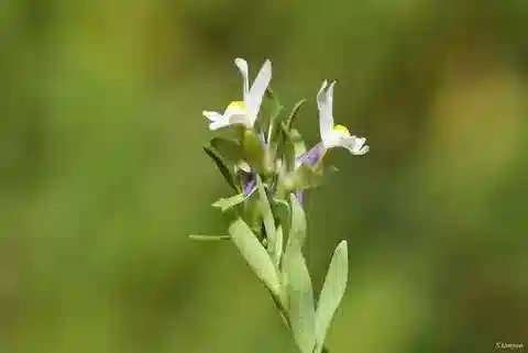 نبات الليناريا albifrons في بيئته الطبيعية