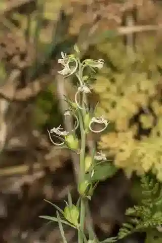 نبات الليناريا chalepensis var. chalepensis في بيئته الطبيعية