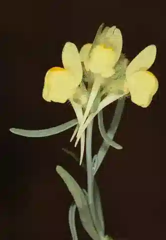 نبات الليناريا haelava في بيئته الطبيعية