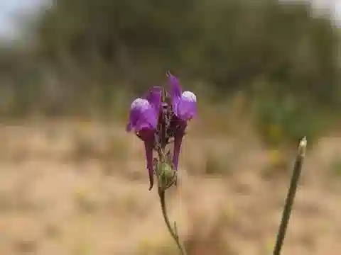 نبات الليناريا joppensis في بيئته الطبيعية
