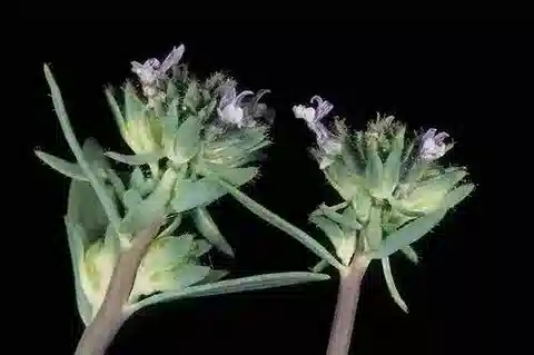 نبات الليناريا micrantha في بيئته الطبيعية