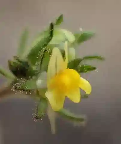 نبات الليناريا simplex في بيئته الطبيعية