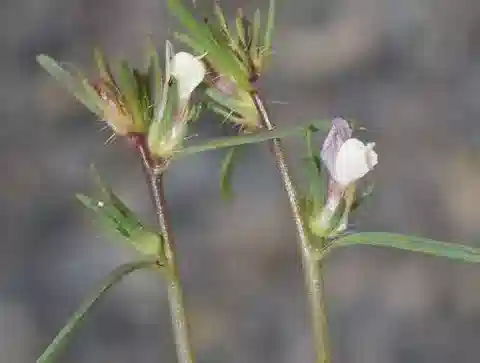 نبات أنف العجل البري microcarpum في بيئته الطبيعية