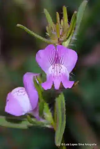 نبات أنف العجل البري orontium subsp. orontium في بيئته الطبيعية