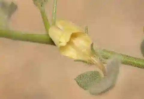 نبات نانورهينوم acerbianum subsp. acerbianum في بيئته الطبيعية
