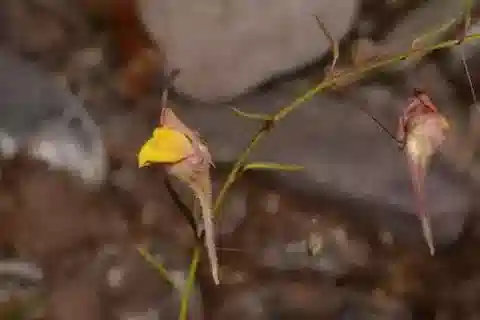 نبات نانورهينوم heterophyllum في بيئته الطبيعية