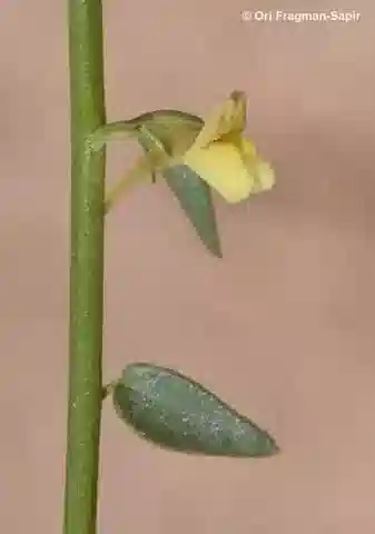نبات نانورهينوم macilentum في بيئته الطبيعية
