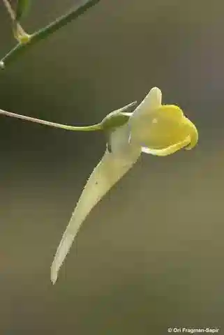 نبات نانورهينوم scariosepalum في بيئته الطبيعية