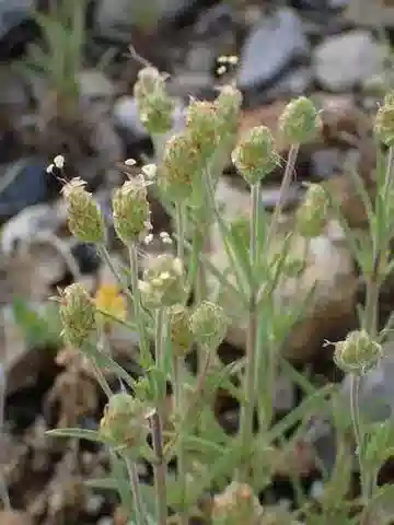 نبات لسان الحمل afra subsp. afra في بيئته الطبيعية