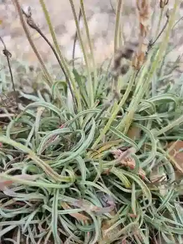 نبات لسان الحمل albicans في بيئته الطبيعية