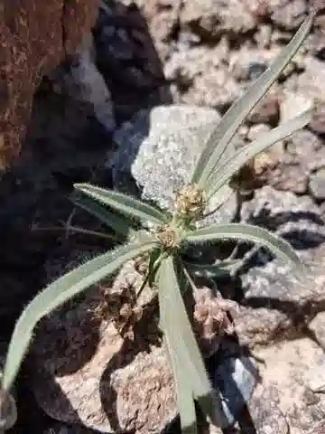نبات لسان الحمل amplexicaulis في بيئته الطبيعية