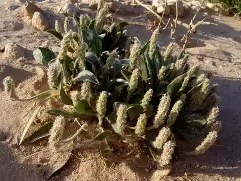 نبات لسان الحمل ciliata في بيئته الطبيعية