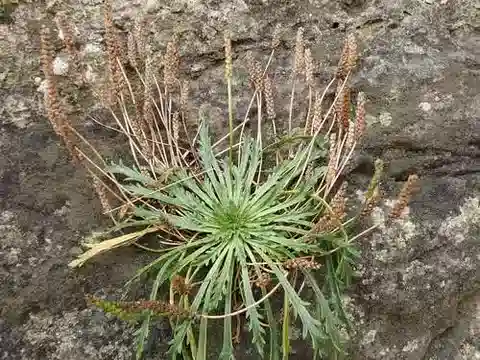 نبات لسان الحمل coronopus subsp. coronopus في بيئته الطبيعية