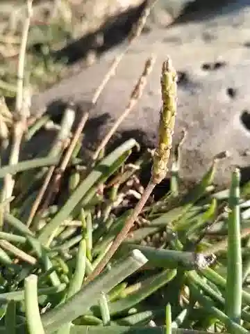 نبات لسان الحمل crassifolia في بيئته الطبيعية