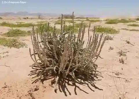 نبات لسان الحمل cylindrica في بيئته الطبيعية