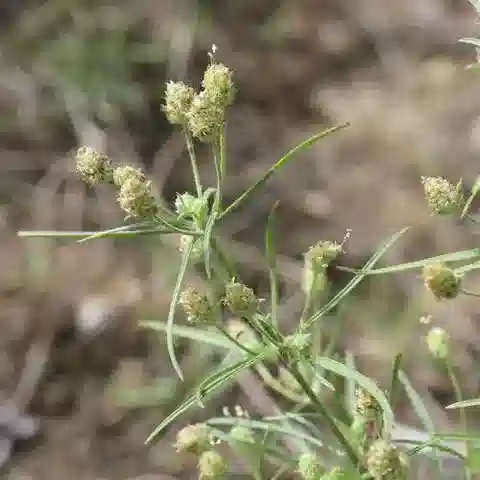 نبات لسان الحمل indica في بيئته الطبيعية