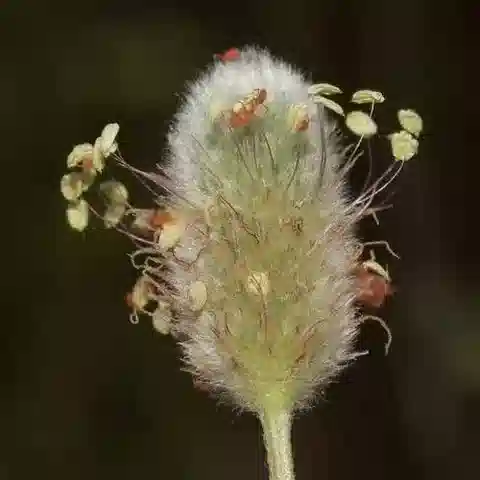 نبات لسان الحمل lagopus subsp. lagopus في بيئته الطبيعية