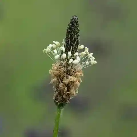 نبات لسان الحمل lanceolata في بيئته الطبيعية