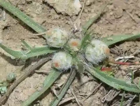 نبات لسان الحمل notata في بيئته الطبيعية