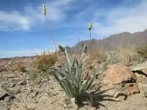نبات لسان الحمل ovata في بيئته الطبيعية