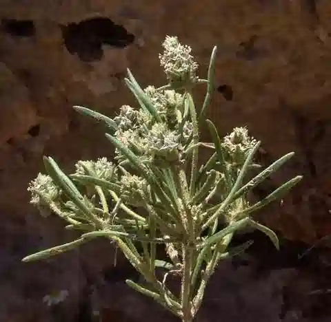 نبات لسان الحمل phaeostoma في بيئته الطبيعية