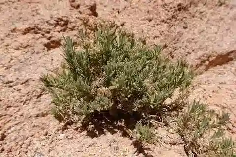 نبات لسان الحمل sinaica في بيئته الطبيعية