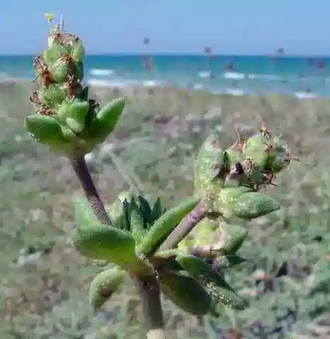 نبات لسان الحمل squarrosa في بيئته الطبيعية