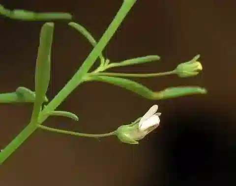 نبات شوينفورثيا pedicellata في بيئته الطبيعية