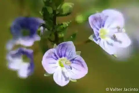 نبات الحُوَيْرَة anagallis-aquatica var. nilotica في بيئته الطبيعية
