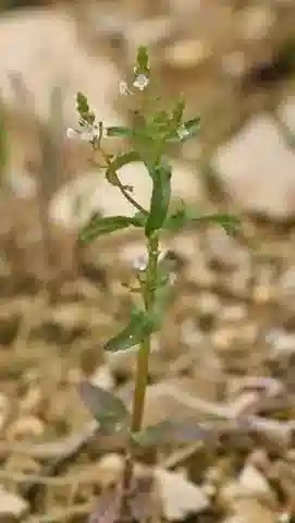 نبات الحُوَيْرَة anagalloides subsp. taeckholmiorum في بيئته الطبيعية