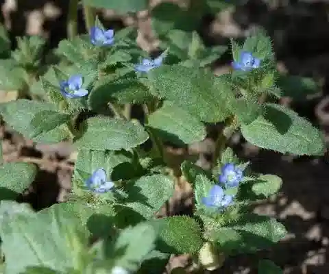 نبات الحُوَيْرَة biloba في بيئته الطبيعية
