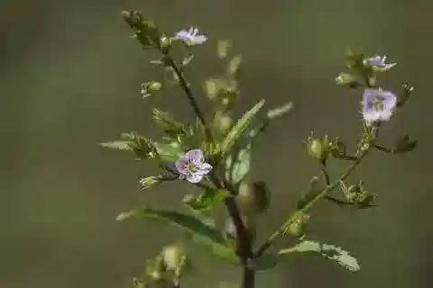 نبات الحُوَيْرَة catenata subsp. pseudocatenata في بيئته الطبيعية